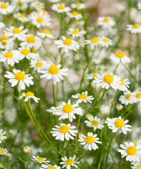 Chamomile tea is made from the chamomile flower and is used to treat a wide range of health issues. German Chamomile Matricaria Recutita Uic Heritage Garden