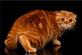 Brings japanese swimsuit culture to your home. Gatos Y Cuarentena Como Reducir El Stress En Nuestros Gatos Feline