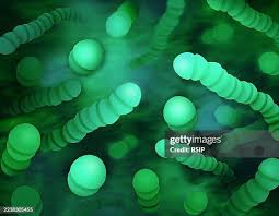 Image result for Group D Streptococcus