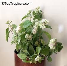 Image result for Justicia phyllostachys