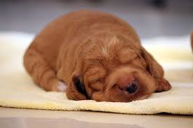 Created by alaskaalaskaa community for 9 years. Dog Names Thousands Of Awesome Ideas For Naming Your Puppy