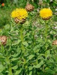 Pin On Willow Wren A Collection