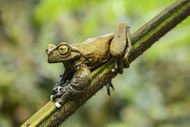 Image result for Cryptolepis hypoglauca