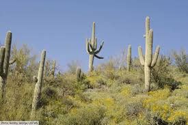 They are hard to photograph because of their heigth. Desert Plants List Pictures Facts Amazing Plants That Live In Deserts