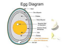 Microbiological testing program pasteurized egg products; 34 Label The Parts Of An Egg Labels For Your Ideas