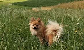 hunde die nicht haaren diese hunderassen haaren nicht