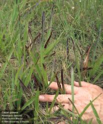 Image result for Axonopus