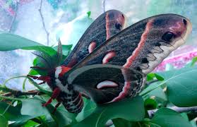Image result for Cecropia
