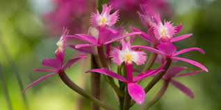 Image result for Epidendrum