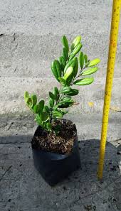 Image result for Diospyros ferrea