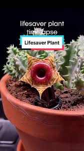 Image result for Huernia zebrina