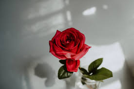 Check spelling or type a new query. Growing Roses From Cuttings Jimsmowing Com Au