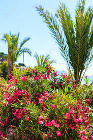 Maybe you would like to learn more about one of these? Blooming Pink Oleander Flowers And Palm Trees In The Garden Selective Focus Copy Space Blooming Spring Exotic Summer Stock Photo Picture And Royalty Free Image Image 126430956