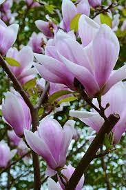 La Magnolia Flowers Nature Beautiful Flowers Magnolia Flower