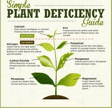 Jorge Cervantes Deficiency Chart Plant Nutrient Deficiency