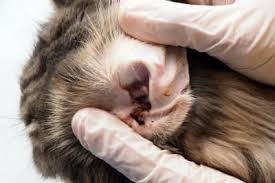 Image result for what do otodectes cynotis look like in dog fur