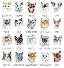 Yesim Saglam Adli Kullanicinin Gatti Panosundaki Pin Kedi Kedi Sanati Warrior Cats