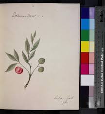 Image result for Ekebergia benguelensis