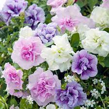 Petunia Plants Tumbelina Fragrant Mix Priscilla Melissa Joanna Cascades Of Fragrant Flowers A British Bred V Beautiful Flowers Petunia Plant Petunias