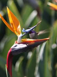 Strelitzia Reginae Bird Of Paradise Plant Varieties Tahitian Orange Bird Of Paradise Starter Plant Strelitzia Reginae Birds Of Paradise Plant Paradise Plant African Plants