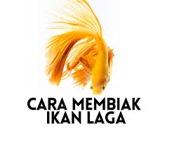 Untuk pakan yang satu ini tidak perlu diragukan lagi. Cara Pembiakan Ikan Laga 2021 Cara Membiak Ikan Laga Dengan Mudah