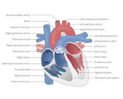 The heart, though small in size, performs highly significant functions that sustains human life. Heart Amboss