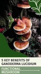 Image result for Ganoderma lucidum