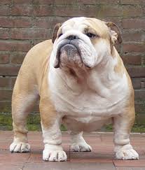 Find the perfect name with our collection of famous, unique & royal english bulldog. 1500 Bulldog Names To Make An Awesome Friendship