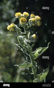 Image result for Helichrysum foetidum