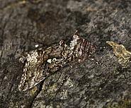 Image result for Syngrapha interrogationis