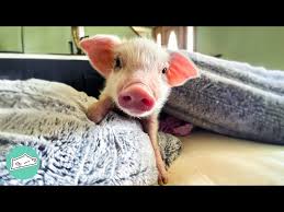 Image result for pig