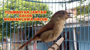 Download lagu flamboyan jantan gacor mp3 gratis dalam format mp3 dan mp4. Flamboyan Jantan Gacor Wergan Jawa Gacor Kicau Pidong Youtube