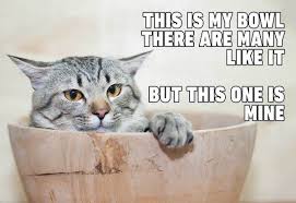 Check spelling or type a new query. 30 Cat Memes Will Make Your Day Better May 2020 Updated Funny Cat Memes Funny Grumpy Cat Memes Grumpy Cat Humor