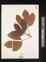 Image result for Allophylus africanus