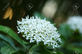 All white flowers name with picture. Very Fragrant White Flowers Name Siamese White Ixora Scientific Name Ixora Finlaysoniana Wall Ex G Don Stock Photo Picture And Royalty Free Image Image 23881134