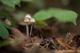 Image result for Conocybe lactea