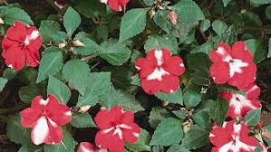 Image result for Geraniaceae