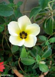 Image result for Turneraceae