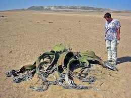 Image result for Welwitschia mirabilis