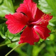 Namun bunga kembang sepatu atau hibicus rosa siniesis l. Ternyata Manfaat Bunga Sepatu Begitu Luar Biasa Salah Satunya Dapat Keluarkan Racun Dalam Tubuh Mantra Sukabumi