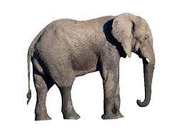 Elephant Png