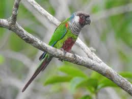 Image result for Pycreus permutatus