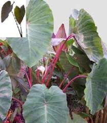 You can propagate colocasia varieties by dividing the bulbs in the winter. 65 Colocasia Ideas