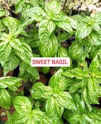 Image result for Tragia brevipes-benthamii-okanyu