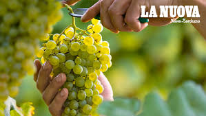 June 19 at 8:36 am ·. La Vernaccia Di Oristano Una Doc Di 50 Anni