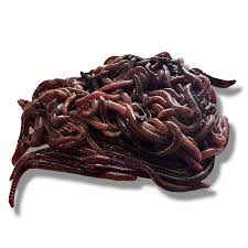 Image result for Red Wigglers