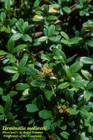 Image result for Terminalia mollis