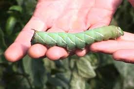 Although they are green, tomato hornworms can grow up to five inches long which is quite large! Beautiful Juicy Hornworm Tomato Hornworm Eating Insects Hornworm