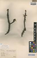 Image result for Lannea antiscorbutica