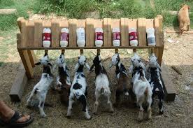 Download anak kambing for firefox. Mih Goat Farm Formula Susu Anak Kambing Facebook